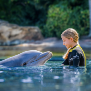 DISCOVERY COVE ULTIMATE COM NADO 1 DIA - 23/12/2024 - ADULTO - 1 DIA(S)