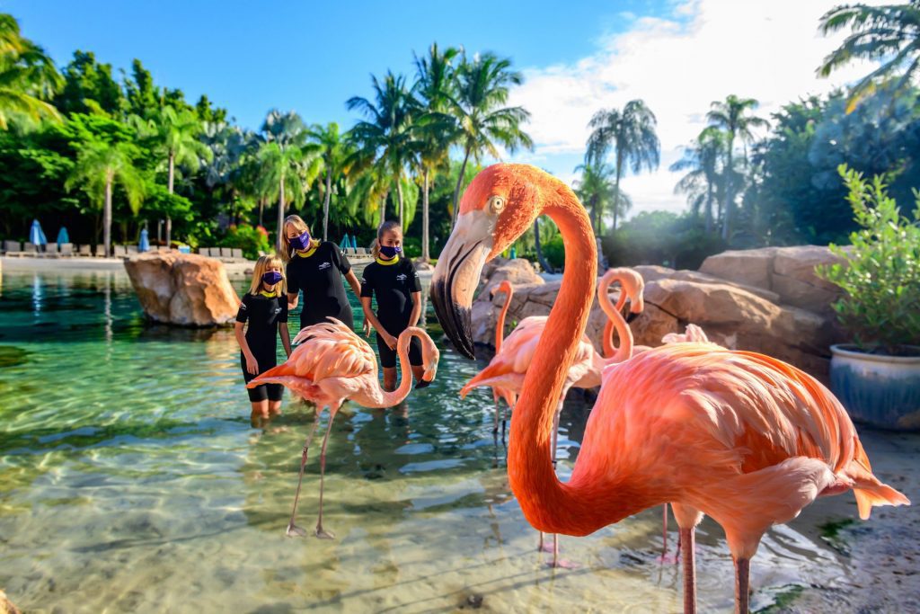 Discovery Cove Image 02